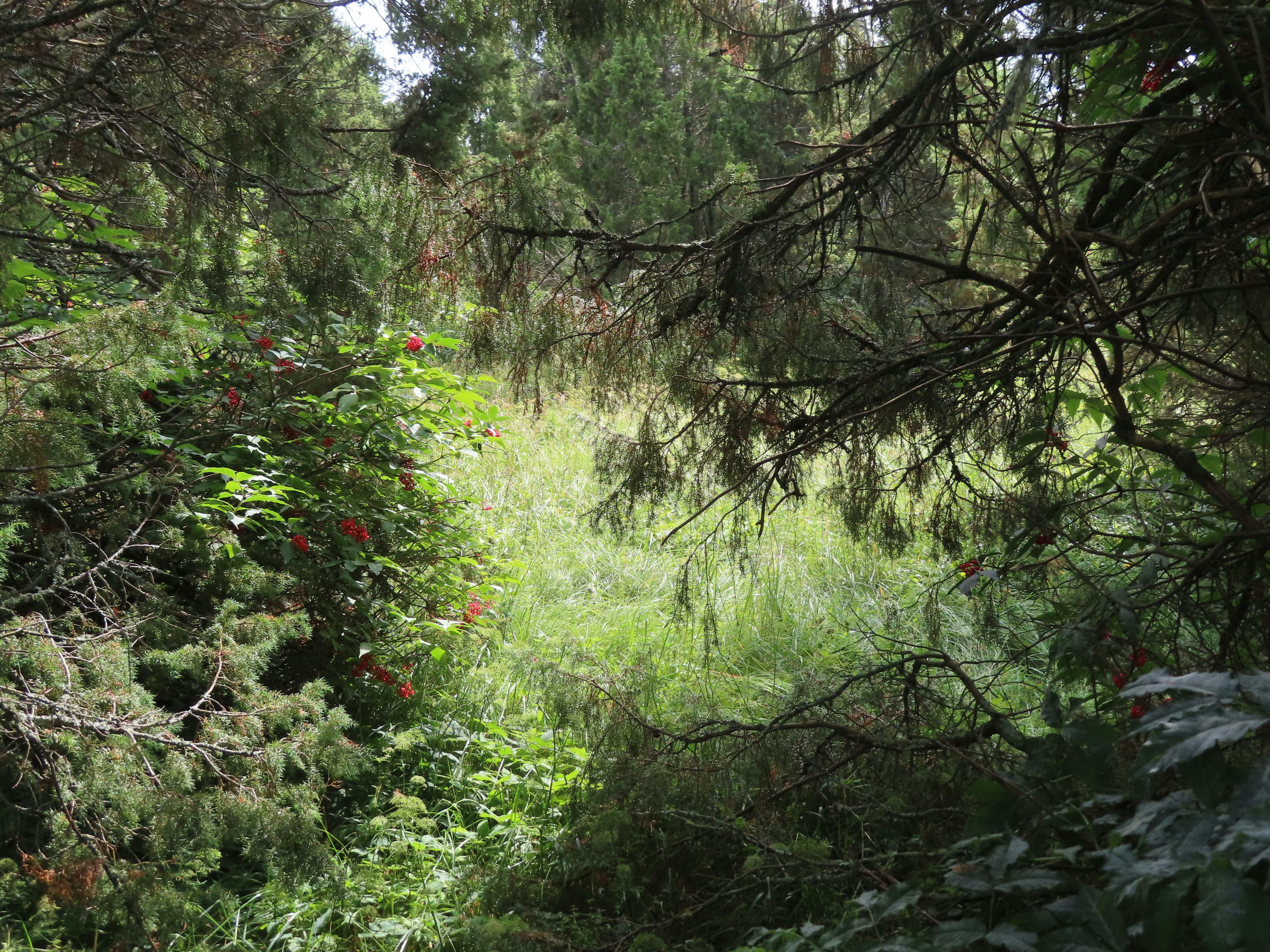 Rainforest Trail